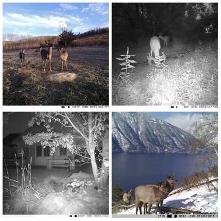 PNI Vadkamera 24Mp-es fotó felbontással (PNI-HUNT280C)