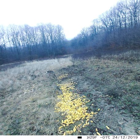 PNI Vadkamera 24Mp-es fotó felbontással (PNI-HUNT280C)