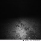 PNI Vadkamera 24Mp-es fotó felbontással (PNI-HUNT280C)