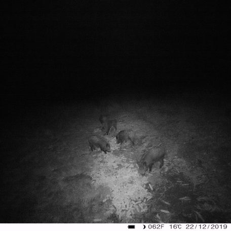 PNI Vadkamera 24Mp-es fotó felbontással (PNI-HUNT280C)