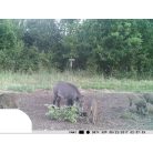 PNI Vadkamera, GSM modullal, kijelzővel, 12Mp-es fotó felbontással (PNI-HUNT300C)