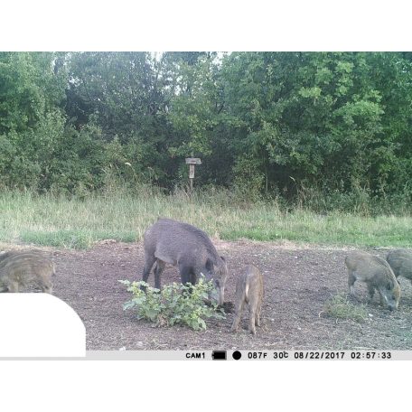 PNI Vadkamera, GSM modullal, kijelzővel, 12Mp-es fotó felbontással (PNI-HUNT300C)