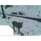 PNI Vadkamera 12Mp-es fotó felbontással (PNI-HUNT3C)