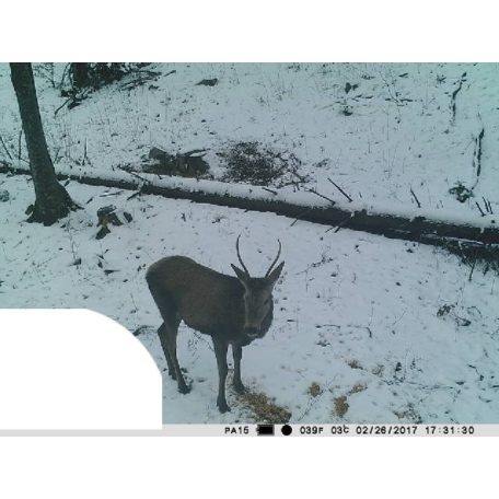 PNI Vadkamera 12Mp-es fotó felbontással (PNI-HUNT3C)