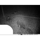 PNI Vadkamera 12Mp-es fotó felbontással (PNI-HUNT3C)