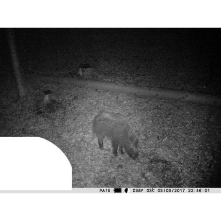 PNI Vadkamera 12Mp-es fotó felbontással (PNI-HUNT3C)